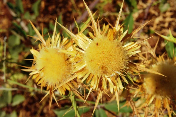 Carduus fleur de Corfou île — Photo