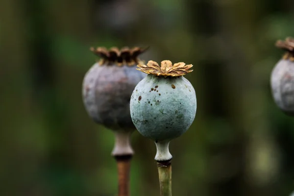 apaver - tohum kapsül