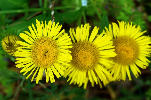 Sarı Coltsfoot çiçek bahçesinde — Stok fotoğraf