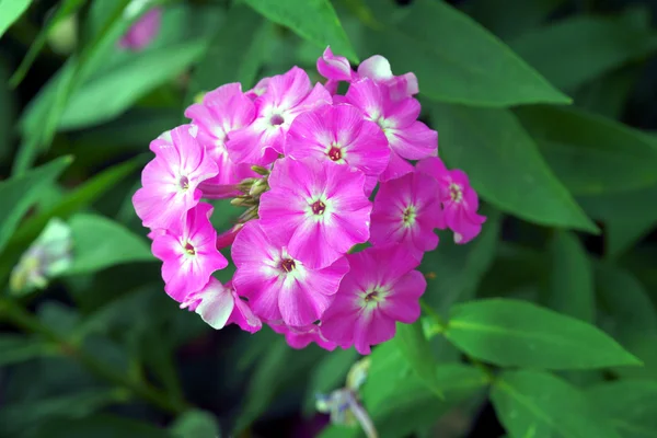 Flor rastejando flor Phlox — Fotografia de Stock