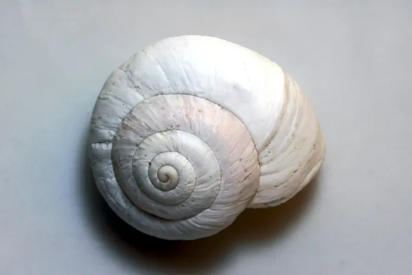 小さな白い貝殻 — ストック写真