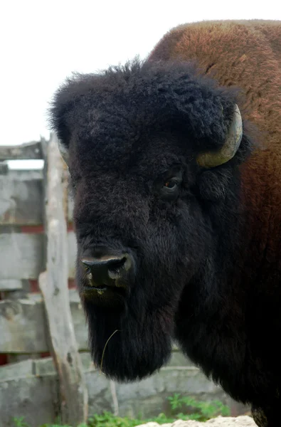 American bisons noddle — Stock Photo, Image