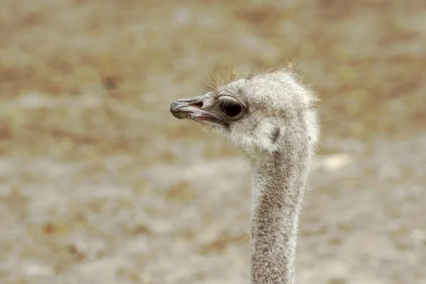 Cabeza de avestruz en granja —  Fotos de Stock