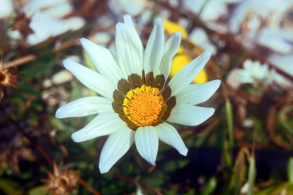 Белый цветок Газании — стоковое фото