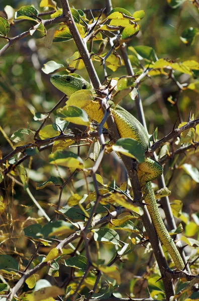 Lucertola di roccia greca sull'albero — Foto Stock