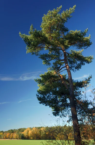 Pino y bosque en otoño — Foto de Stock