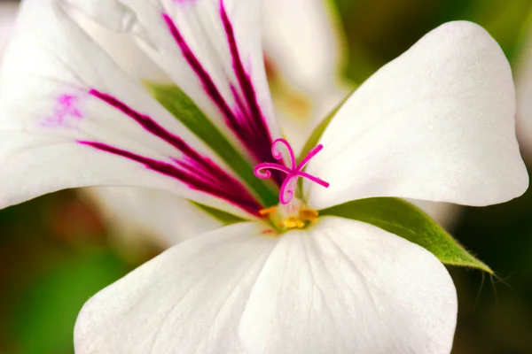 Květ bílý pelargonium běžně známé jako muškáty — Stock fotografie