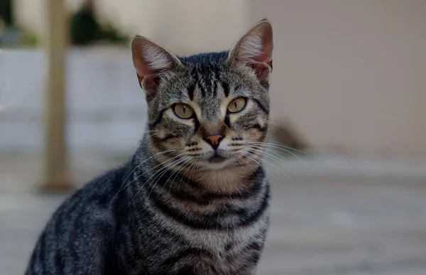 Porträtt av gray katt — Stockfoto