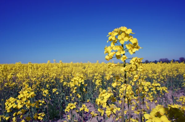 Canola, Poland — Stock Photo, Image