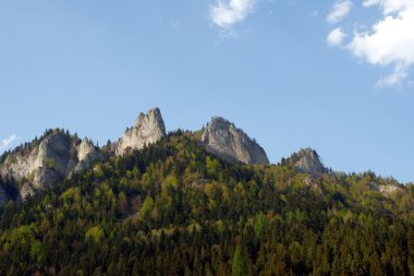 beyaz taş ve pieniny ilkbaharda, orman