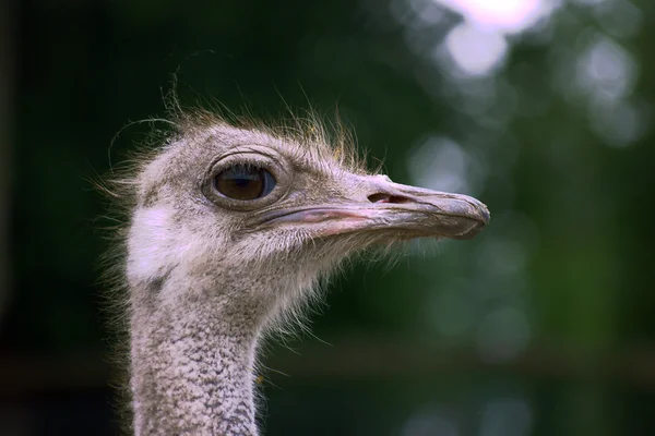 Ostrich head on farm — Stock Photo, Image