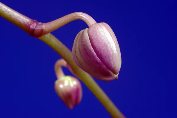 Orchid bud op blauwe achtergrond — Stockfoto