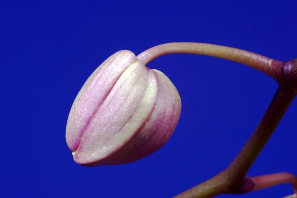 Orchidea bud-kék háttér — Stock Fotó