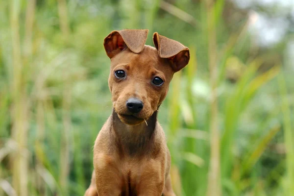 Portrait of young, small dog — Stock Photo, Image