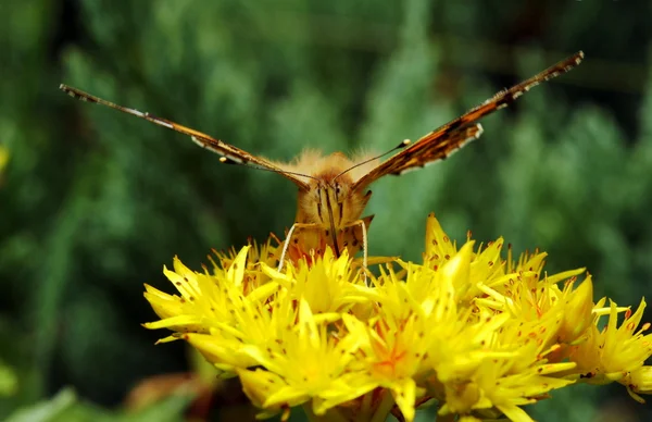 Schmetterling gemalte Dame oder Kosmopolitin — Stockfoto