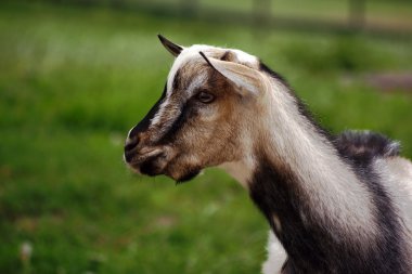 yerli keçi başkanı