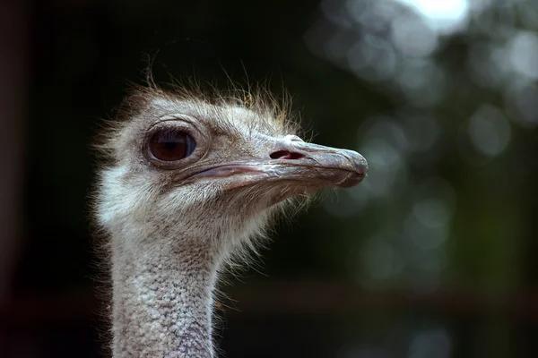 Ostrich on farm — Stock Photo, Image