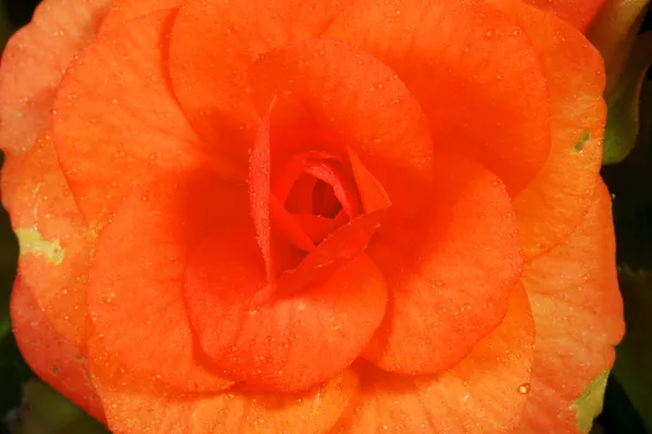 Flor de begonia roja — Foto de Stock