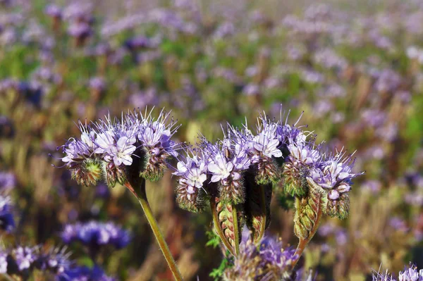 Flowers on meadow at autumn — Stock Photo, Image