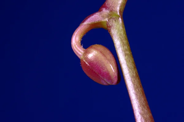 Mavi arka plan üzerinde orkide bud — Stok fotoğraf