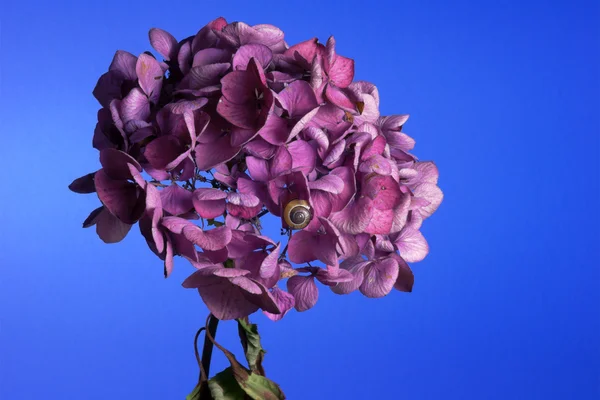 Hortensia y caracol — Foto de Stock