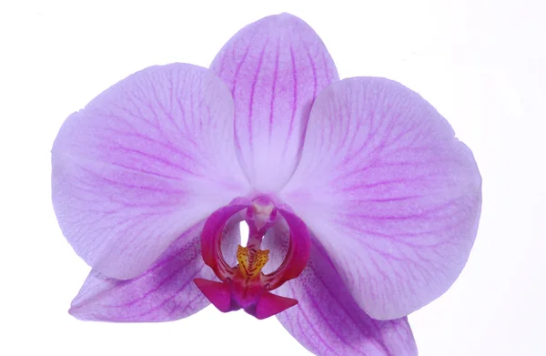 Fiore di orchidea su sfondo bianco — Foto Stock