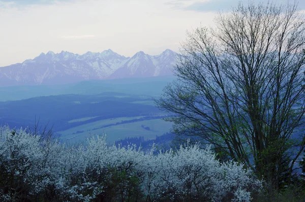 Karpaten im Frühling — Stockfoto