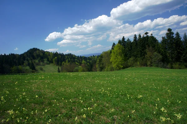 Flowers on meadow in carpathian mountains at spring — Stock Photo, Image