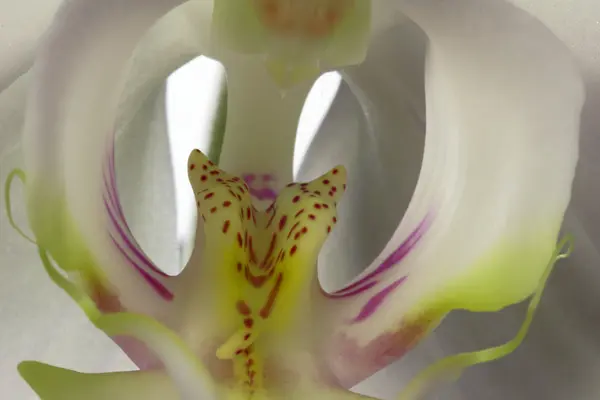 Orchidee bloem op witte achtergrond — Stockfoto