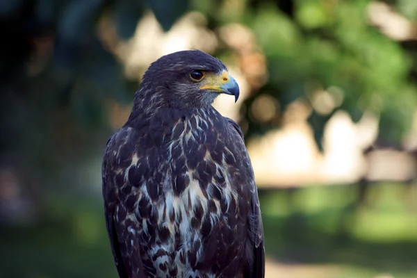 Portrait of an eagle sitting — Stock Photo, Image