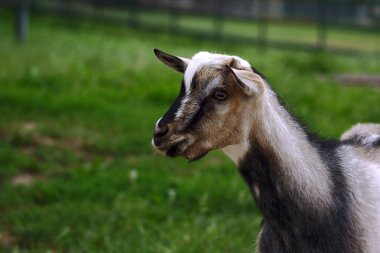 yerli keçi başkanı