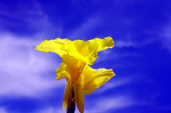 Желтая лилия цветет на небе — стоковое фото