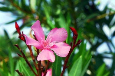 nerium oleander, Yunanistan çiçekler