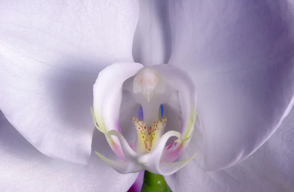 Orchidée blanche fleur — Photo