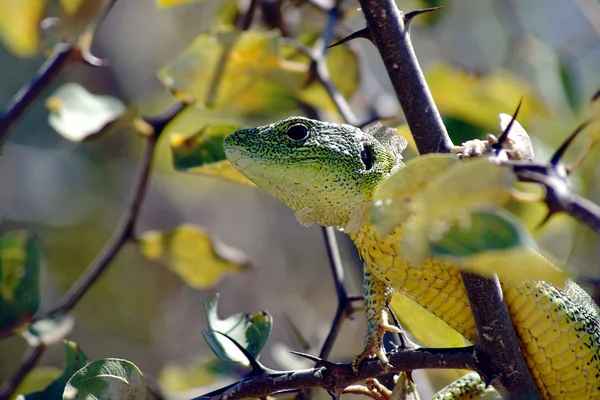 Griechische Zauneidechse auf Baum — Stockfoto