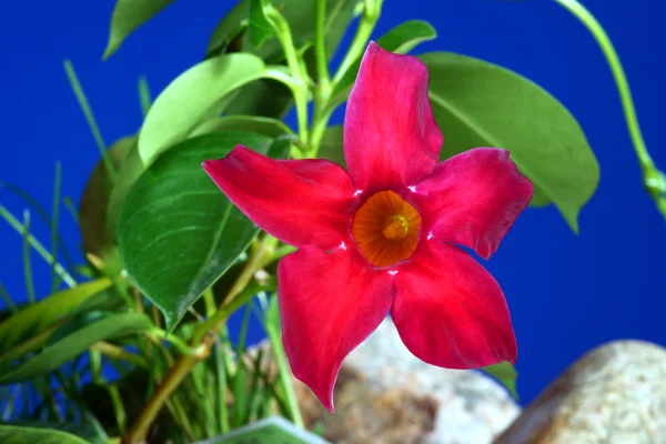 Mandevilla rode bloemen — Stockfoto