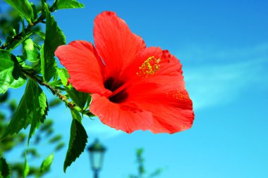 Çiçek - gökyüzü arka plan üzerinde kırmızı ebegümeci