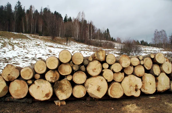 Trä i vinter Beskids — Stockfoto