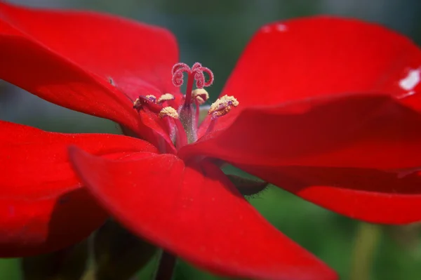 Röda pelargoner — Stockfoto