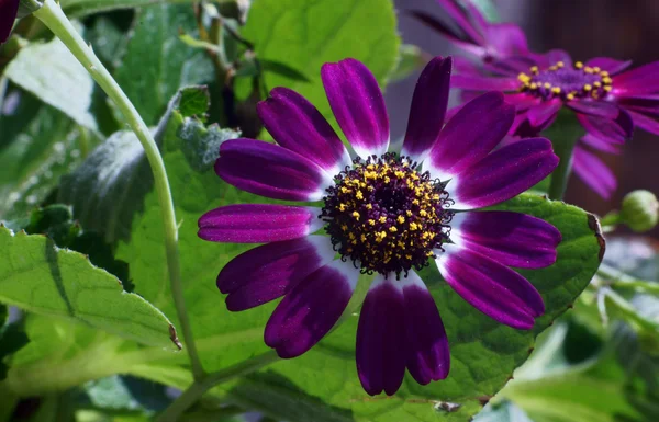 Цинерарія квітка — стокове фото