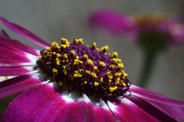 Cyneraria kwiat — Zdjęcie stockowe