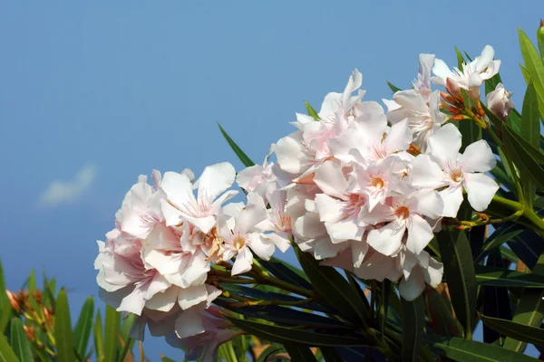 Bílé květy nerium oleander — Stock fotografie