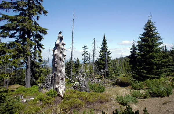 Ausgetrockneter Wald in den riesigen Bergen — Stockfoto