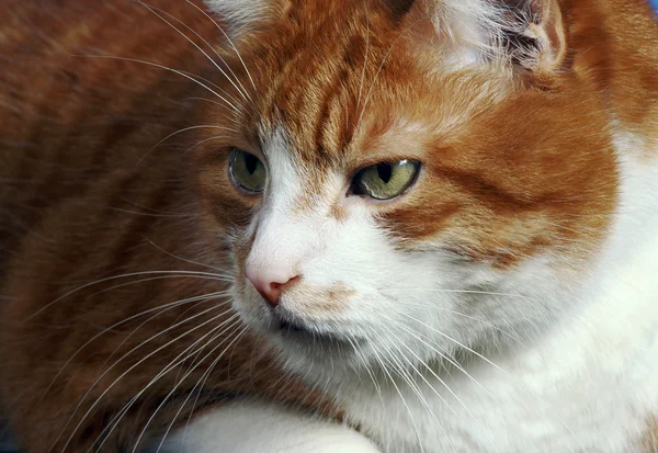 Portrait d'un chat roux — Photo