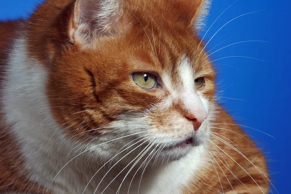 Portrait of a red-haired cat — Stock Photo, Image