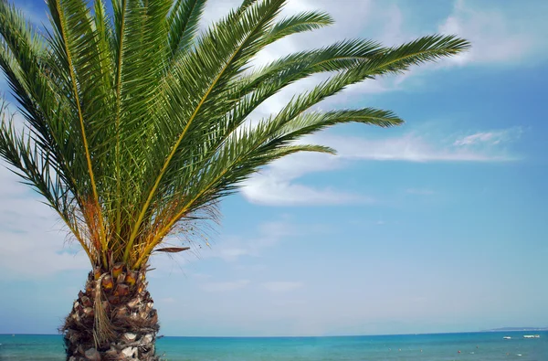 Palma sul bordo del mare — Foto Stock