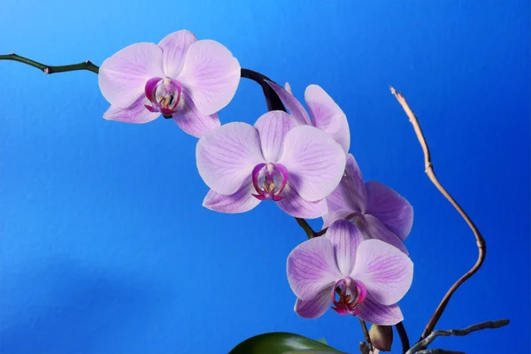 Fleur d'orchidée blanche et rose — Photo