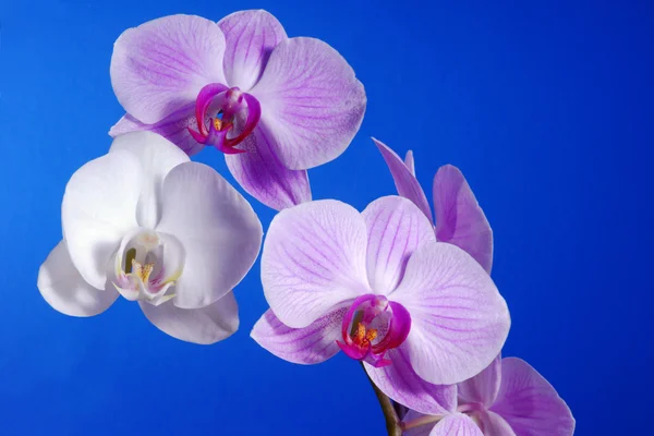 Witte en roze orchideebloem — Stockfoto