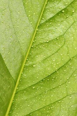 yaprak üzerinde küçük yağmur damlaları