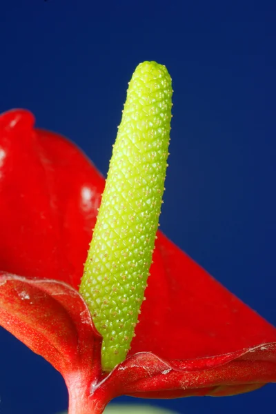 Flamingo flower on blue background — Stock Photo, Image